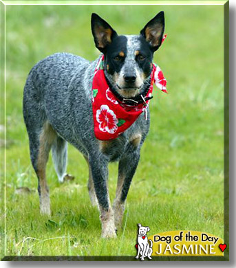 Jasmine, the Dog of the Day