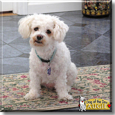 Augie, the Dog of the Day