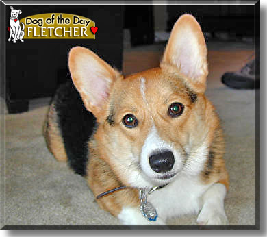 Fletcher, the Dog of the Day
