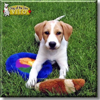 Vito, the Dog of the Day