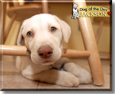 Jackson, the Dog of the Day