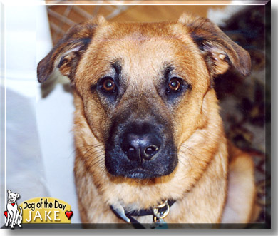 Jake, the Dog of the Day