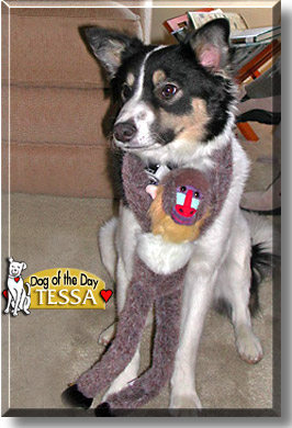 Tessa, the Dog of the Day