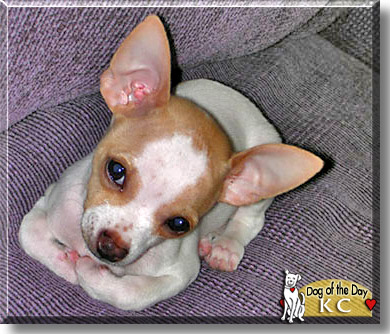 KC, the Dog of the Day