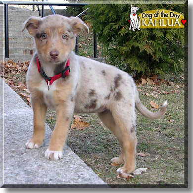 Kahlua, the Dog of the Day