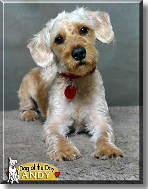 Andy, the Dog of the Day
