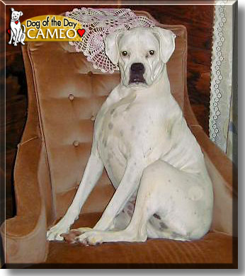 Cameo, the Dog of the Day
