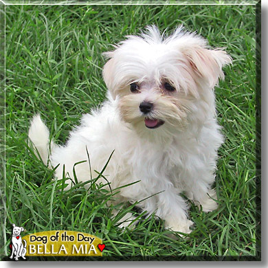 Bella Mia, the Dog of the Day