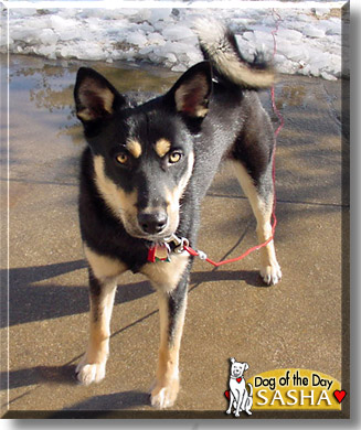 Sasha, the Dog of the Day