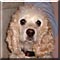 Dog of the Day