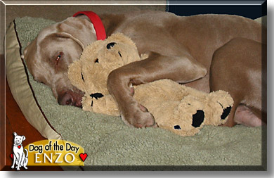 Enzo, the Dog of the Day