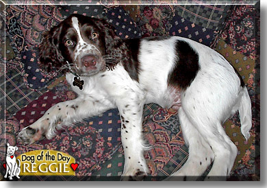 Reggie, the Dog of the Day