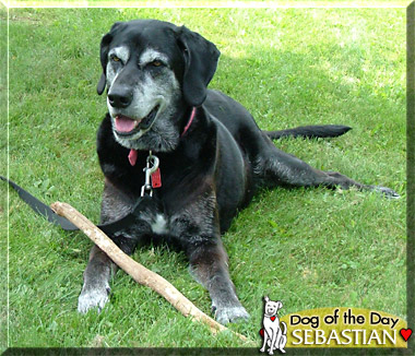 Sebastian, the Dog of the Day
