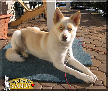 Sandy, the Dog of the Day