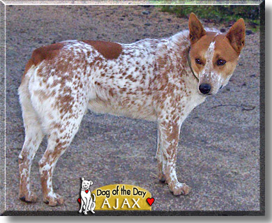 Ajax, the Dog of the Day