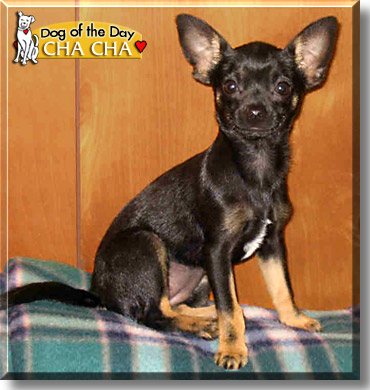 Cha Cha, the Dog of the Day