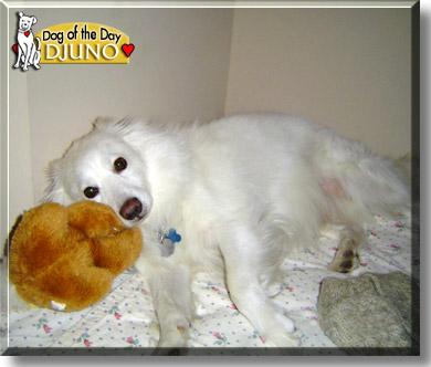 Djuno, the Dog of the Day