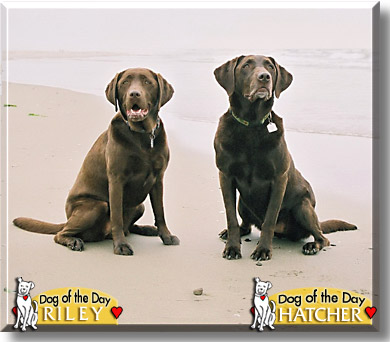 Riley, Hatcher, the Dog of the Day