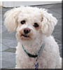 Augie