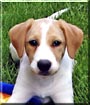 Vito