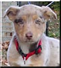 Kahlua