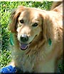 Sheeba