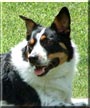 Buddy