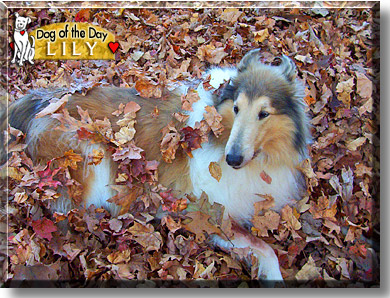 Lily, the Dog of the Day
