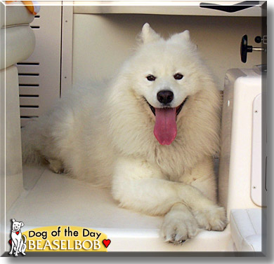 Beaselbob, the Dog of the Day