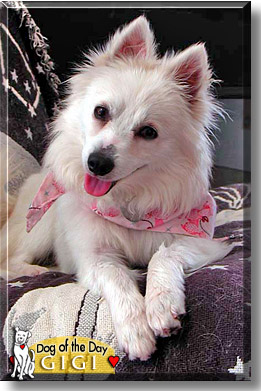 Gigi, the Dog of the Day