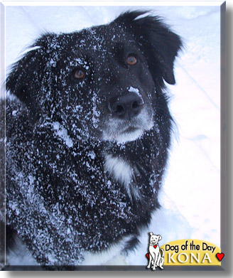 Kona, the Dog of the Day
