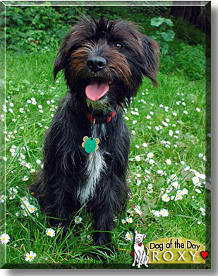 Roxy, the Dog of the Day