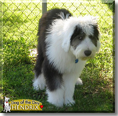 Hendrix, the Dog of the Day