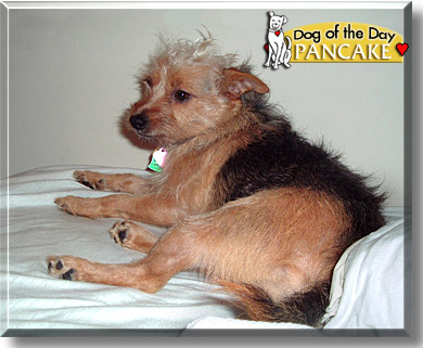 Pancake, the Dog of the Day