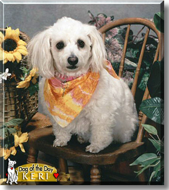 Keri, the Dog of the Day