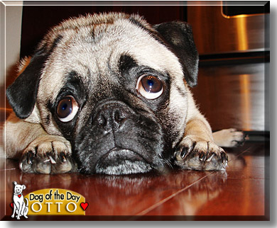 Otto, the Dog of the Day