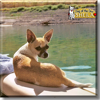 Sheila, the Dog of the Day