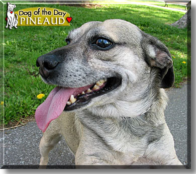 Pineaud, the Dog of the Day