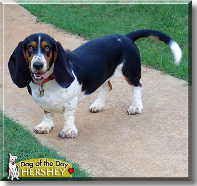Hershey, the Dog of the Day
