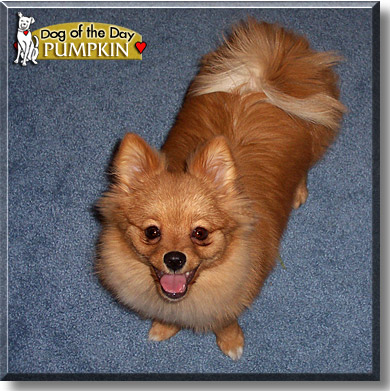 Pumpkin, the Dog of the Day