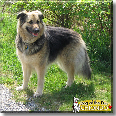 Chiodo, the Dog of the Day