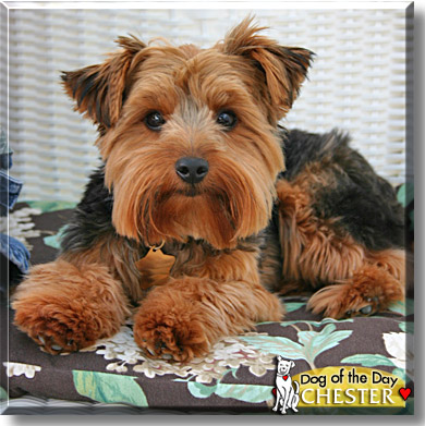 Chester, the Dog of the Day