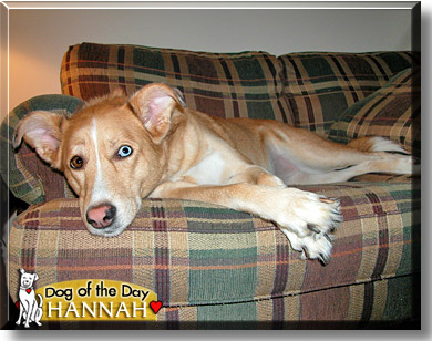 Hannah, the Dog of the Day