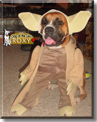Roxy, the Dog of the Day