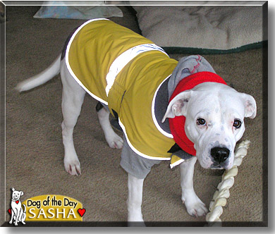 Sasha, the Dog of the Day