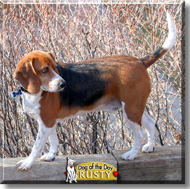 Rusty, the Dog of the Day