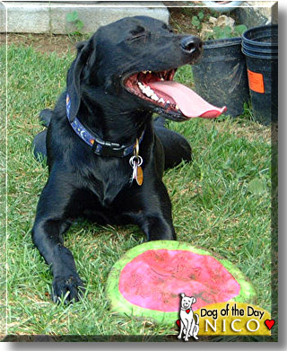 Nico, the Dog of the Day