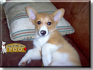 Poo, the Dog of the Day