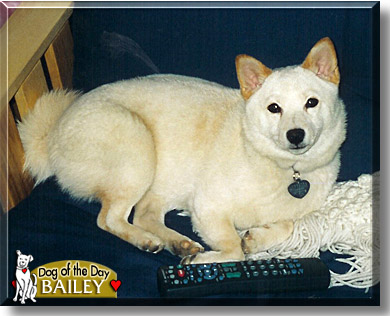 Bailey, the Dog of the Day