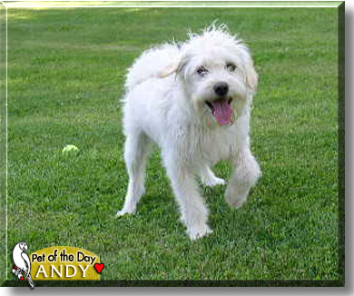 Andy, the Dog of the Day